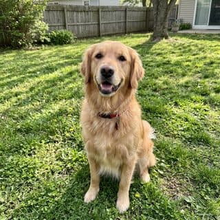 Uploaded photo 4: an AI-generated golden retriever